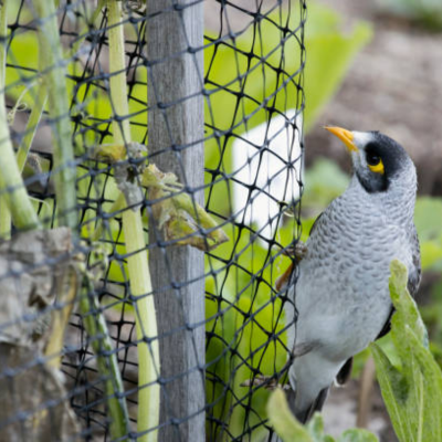 Bird Net
