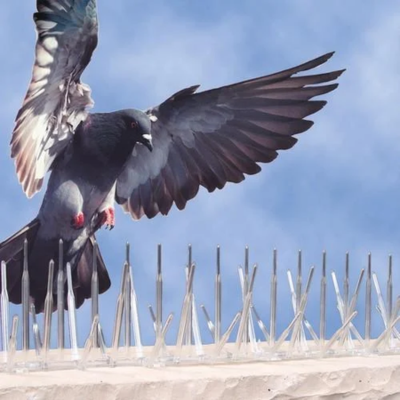 Bird Spyk